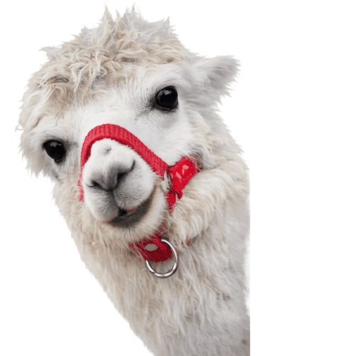 Alpaca 2
