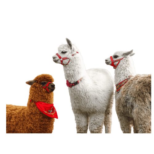 Alpacas