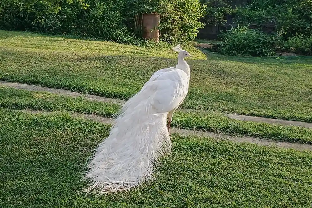 Pavo real albino