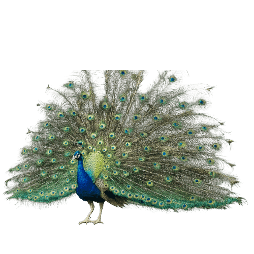 Pavo Real
